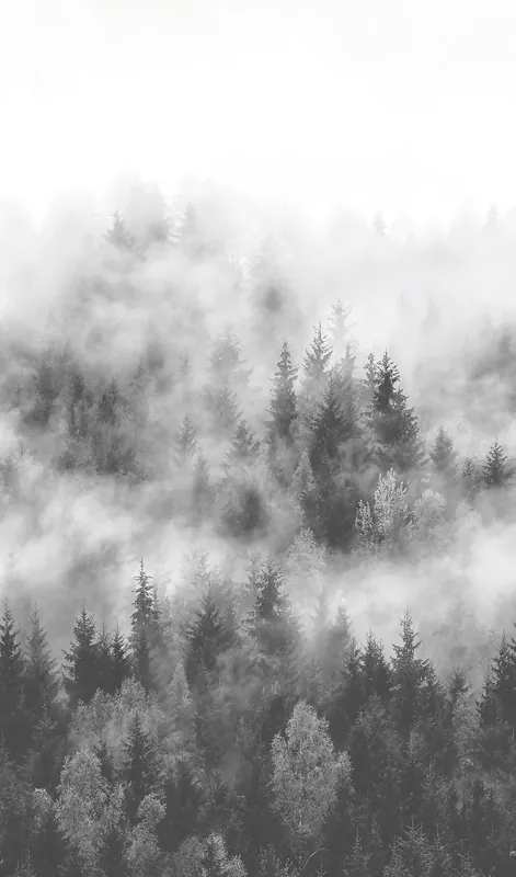 Sichere Zahlung Marburg Fototapete Wald & Nebel, natürlich grau 47268