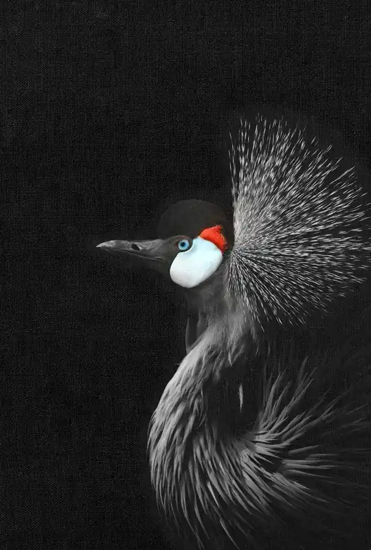 Neuheit Leinwand Crowned Crane 30 x 45 cm