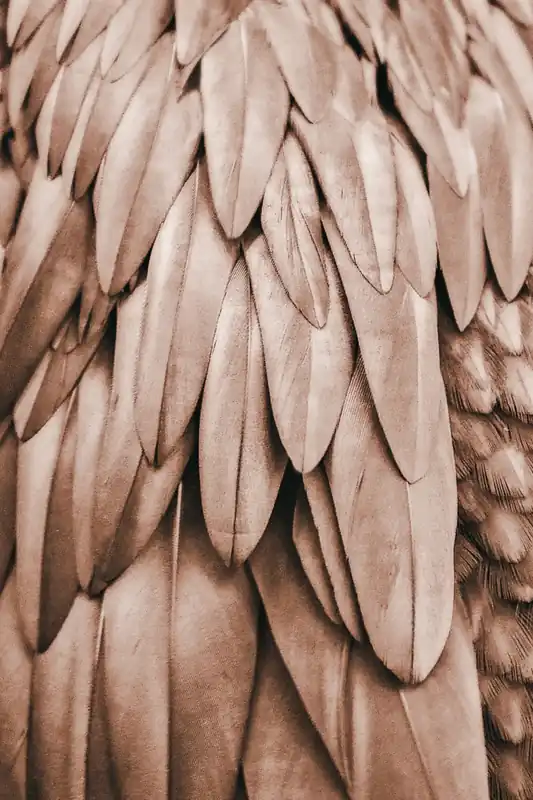 Direktkauf Leinwand Feathers I 30 x 45 cm