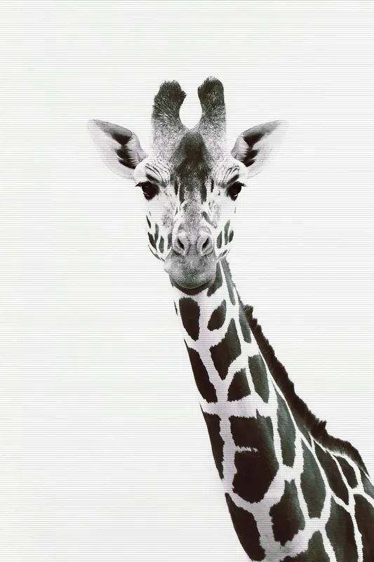 Preisknaller Leinwand Giraffe Portrait 30 x 45 cm