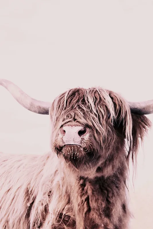 Angebot Leinwand Highland Cattle I 30 x 45 cm