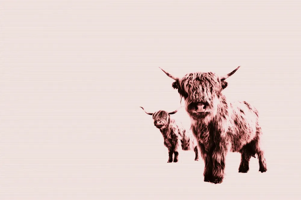 Leinwand Highland Cows 45 x 30 cm Top-Seller