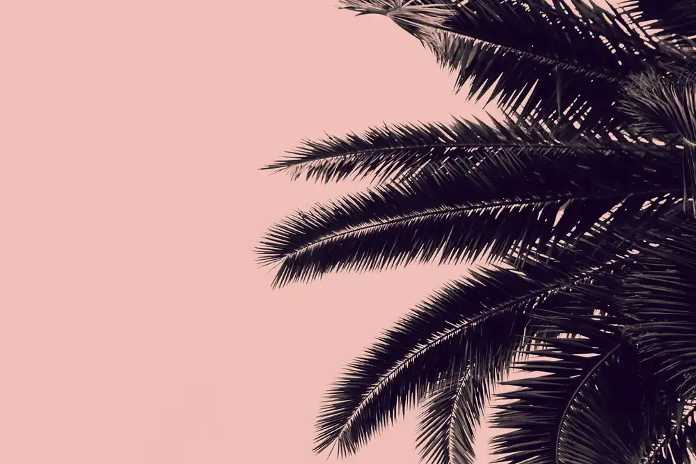 Nur Für Kurze Zeit Leinwand Palm Tree 45 x 30 cm
