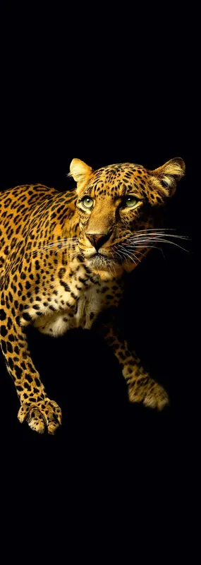Zertifiziert A.S. Création XXL 5 Fototapete, Leopard, 1m x 2,8m DD116074