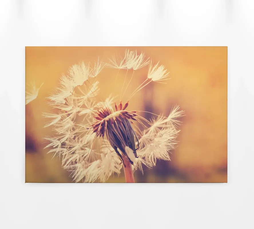 Super-Preis Livingwalls Leinwand, Pusteblume, Unscharfer hintergrund, 90x60 cm DD120286