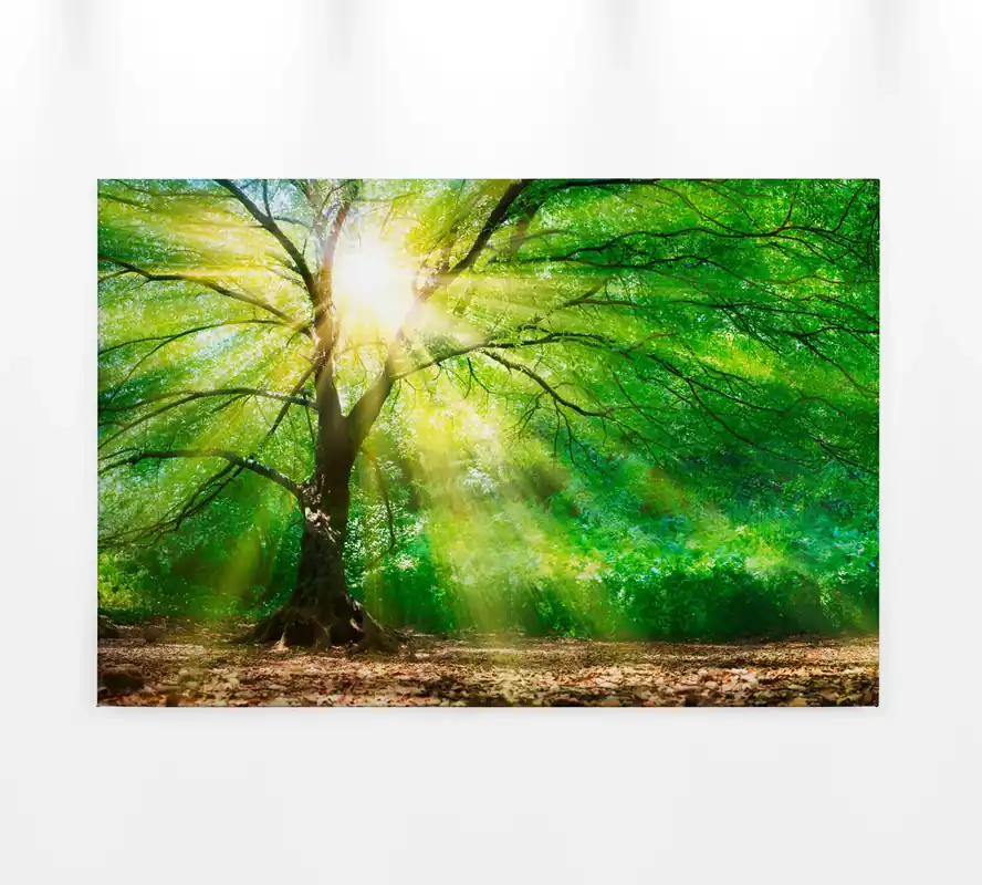 Sale Leinwandbild Baum, grün, 90x60 cm DD120310