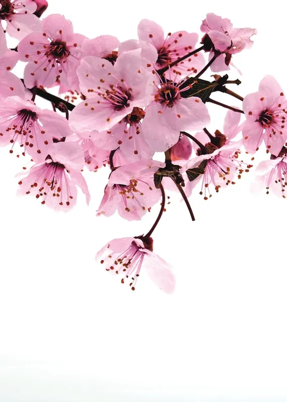 Sichere Zahlung magicwalls, Floral, rosa weiß 890600