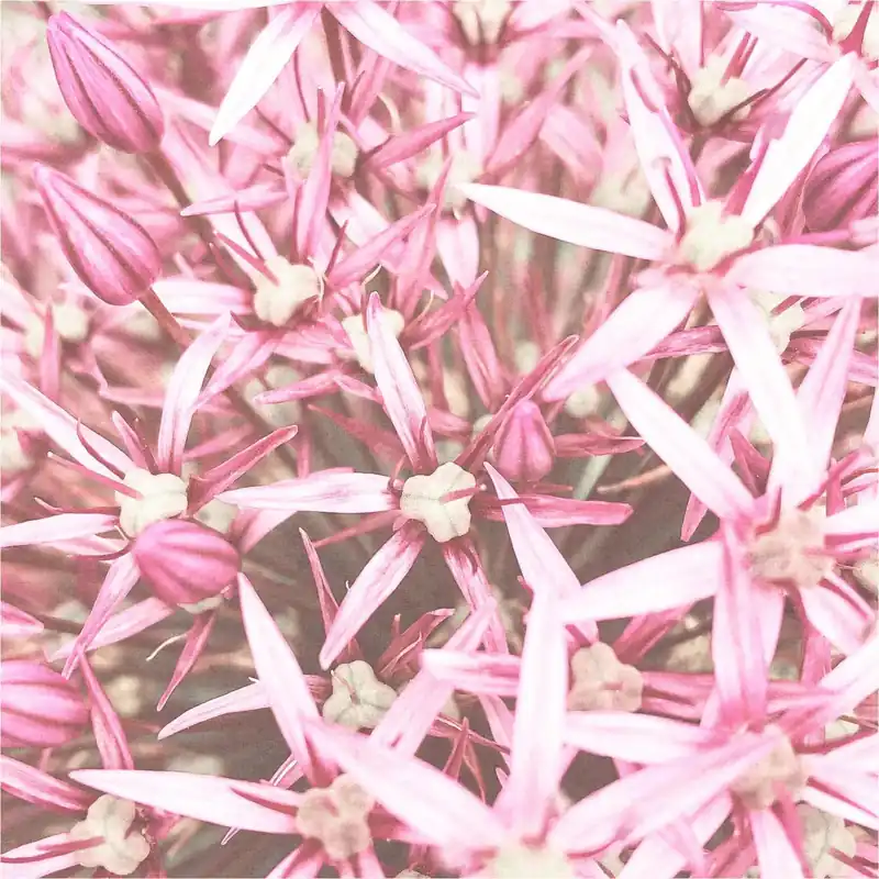Billig Vlies Fototapete 364132 Blumen Floral Selection Rasch
