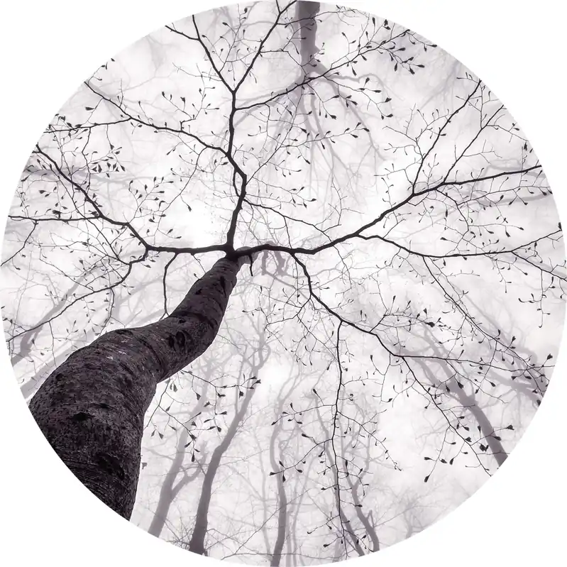Jetzt Kaufen A.S. Creation Designwalls 2.0 DD119182 Fototapete Vlies 140 x 140 cm Wald & Pflanzen