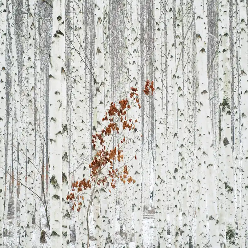 Direktkauf A.S. Creation Designwalls 2.0 DD118937 Fototapete Vlies 384 x 260 cm Wald & Pflanzen