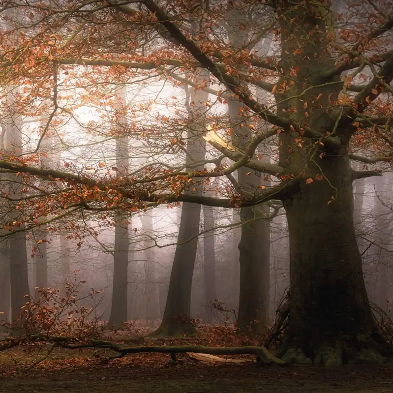 Highlight A.S. Creation Designwalls 2.0 DD119140 Fototapete Vlies 192 x 260 cm Wald & Pflanzen