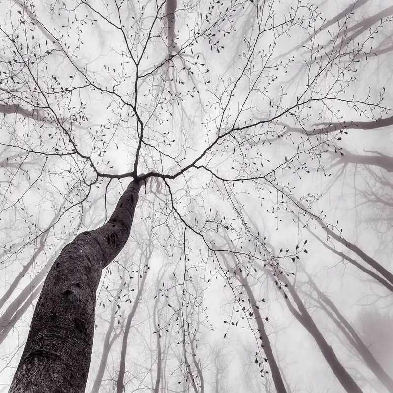 A.S. Creation Designwalls 2.0 DD118996 Fototapete Vlies 384 x 260 cm Wald & Pflanzen Schneller Versand