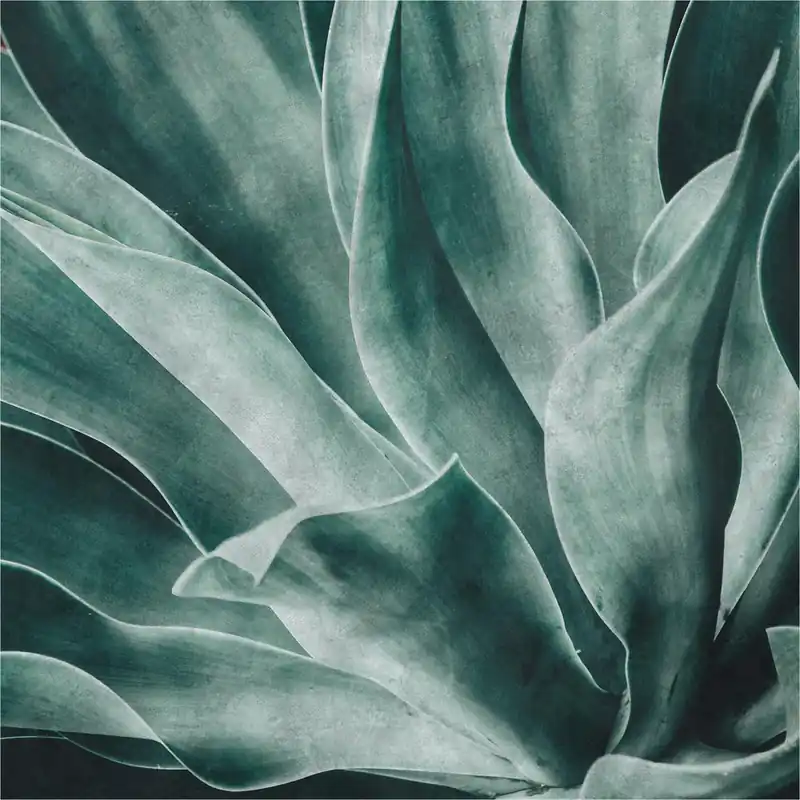 Vlies Fototapete 425796 Botanical Dschungel Selection Rasch Aktuell