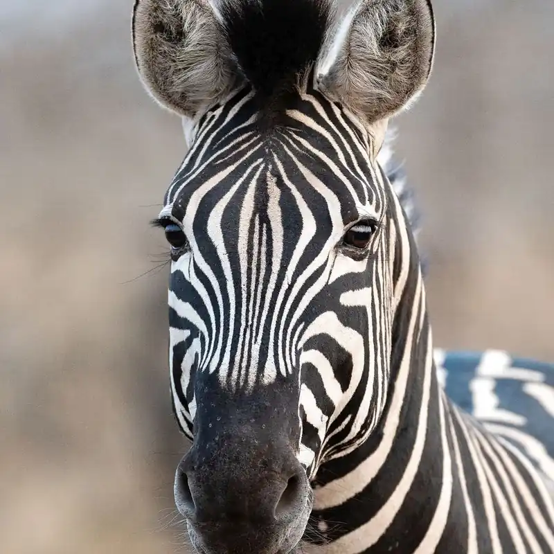 Rasch Fototapete 363623 African Queen III 212 x 300 cm Muster Motive Bestseller
