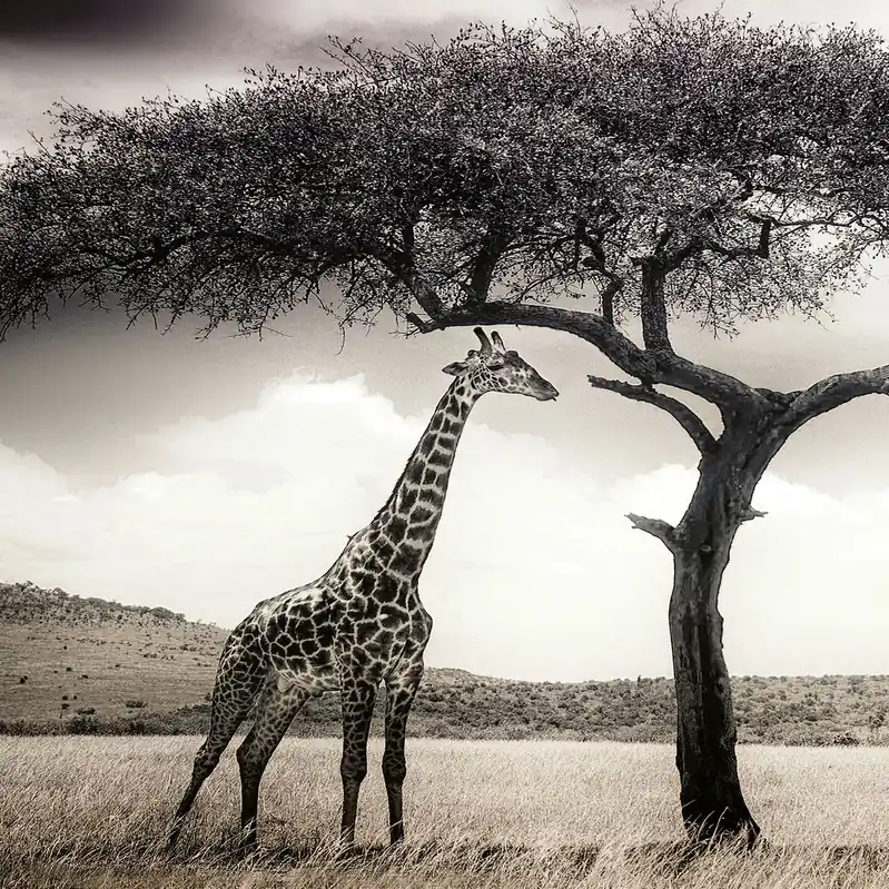 Saisonangebot A.S. Creation Designwalls 2.0 DD119075 Fototapete Vlies 192 x 260 cm Tiere Grau