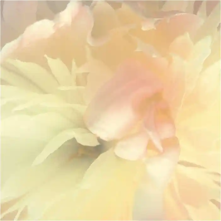 Vlies Fototapete 839807 Blumen Floral Magicwalls Booklet Rasch Versand Am Gleichen Tag