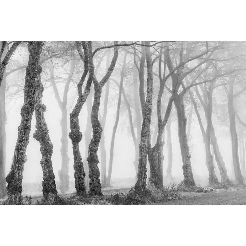 A.S. Creation AP Digital 4 DD109240 Fototapete Vlies Versch. Größen Wald & Pflanzen Schneller Versand