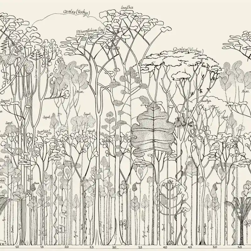 Panoramatapete Francis Hallé Bien Fait Neuheit