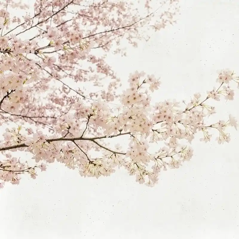 Panoramatapete Blossom Almond Tree Coordonné Geprüft