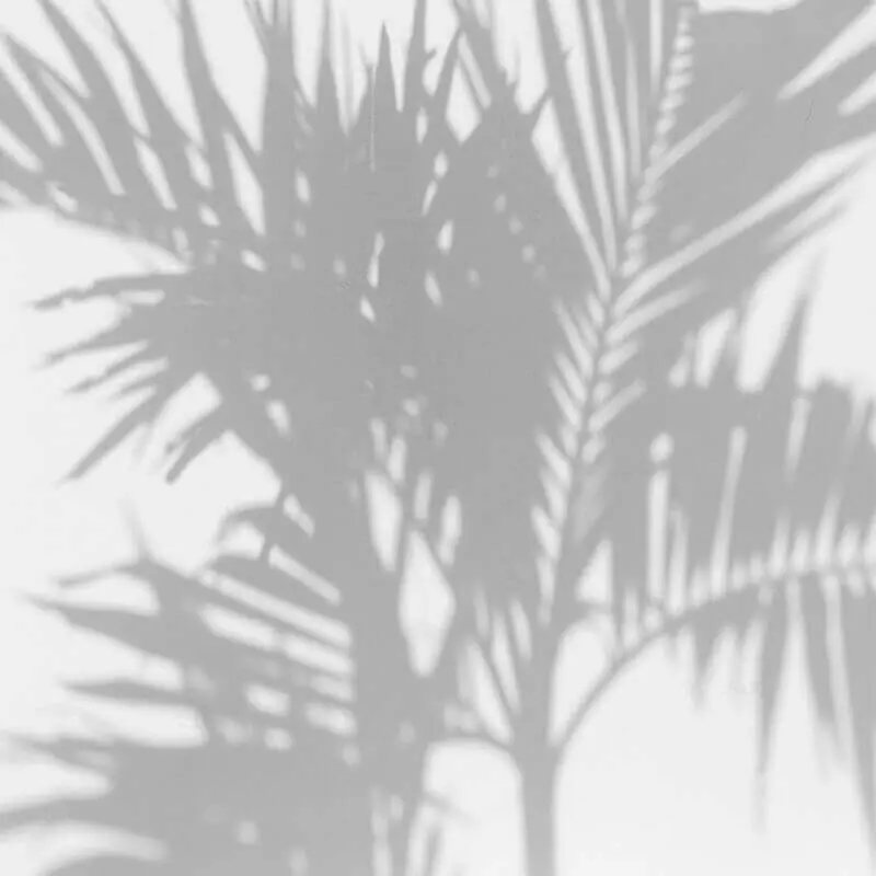 Panoramatapete Palm Shadow Les Dominotiers Begrenztes Angebot