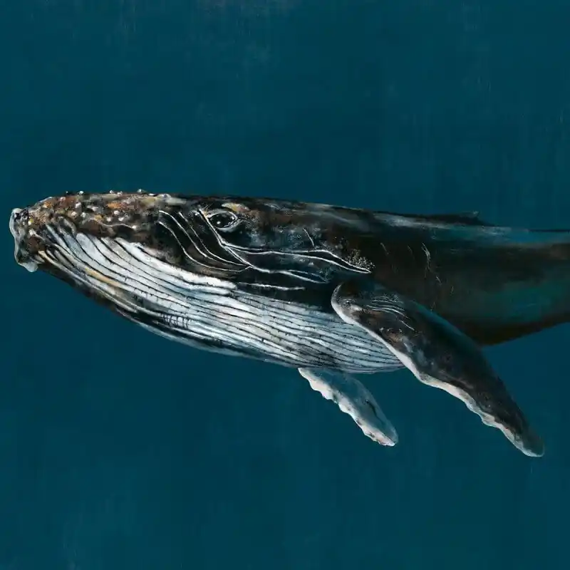 Neu Im Sortiment Panoramatapete Humpback Whale Coordonné