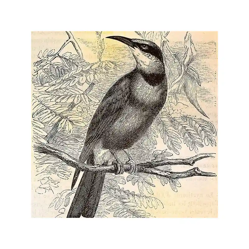 Markenware Panoramatapete Vintage Birds 2 Walls by Patel