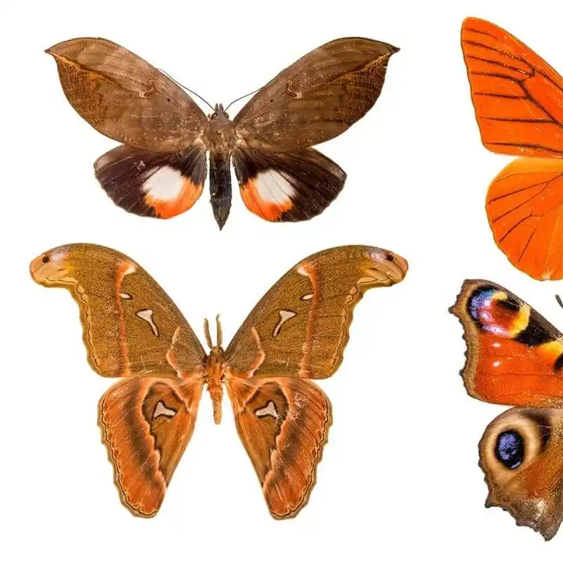 Panoramatapete Butterflies Mix 11 Curious Collections Direkt Vom Hersteller