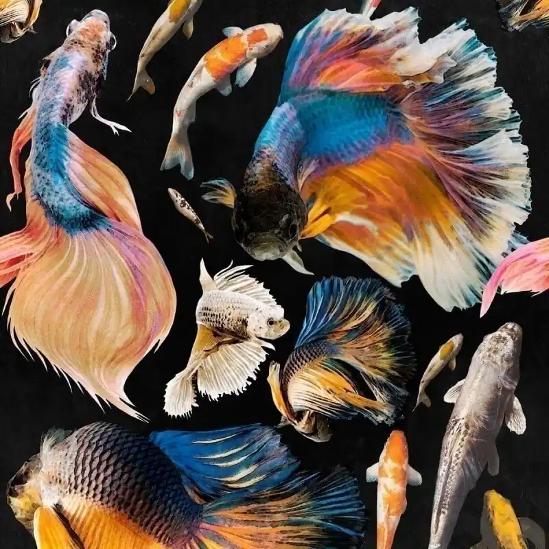 Top-Angebot Panoramatapete Goldfish Mindthegap