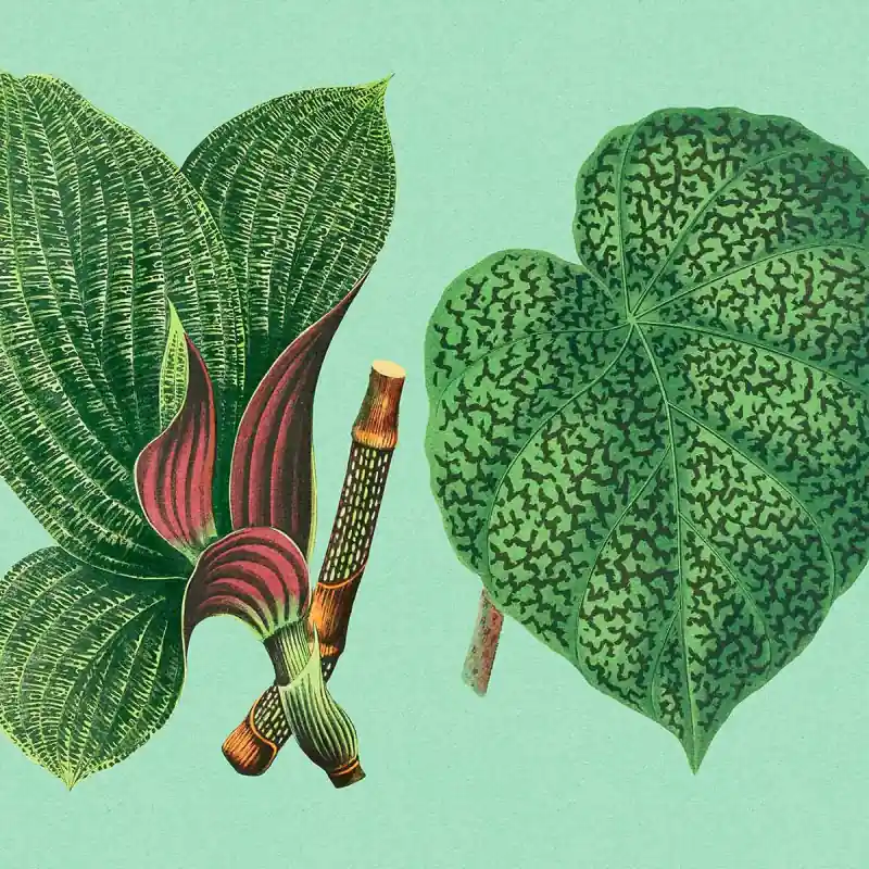 Panoramatapete Leaf Garden Walls by Patel Schnäppchen