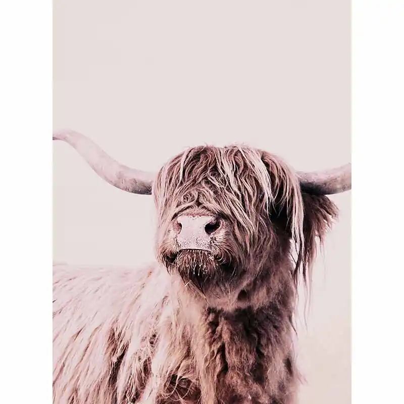 Schneller Versand Digitaldruck-Tapete Highland Cattle 1 livingwalls (1036337)