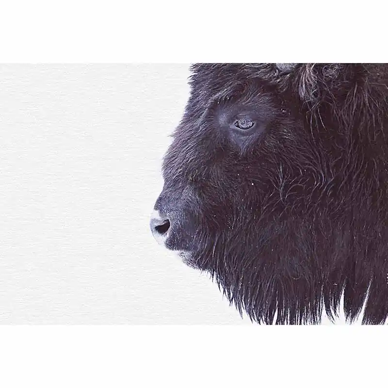 Heißes Angebot Digitaldruck-Tapete Black Buffalo livingwalls (1036331)