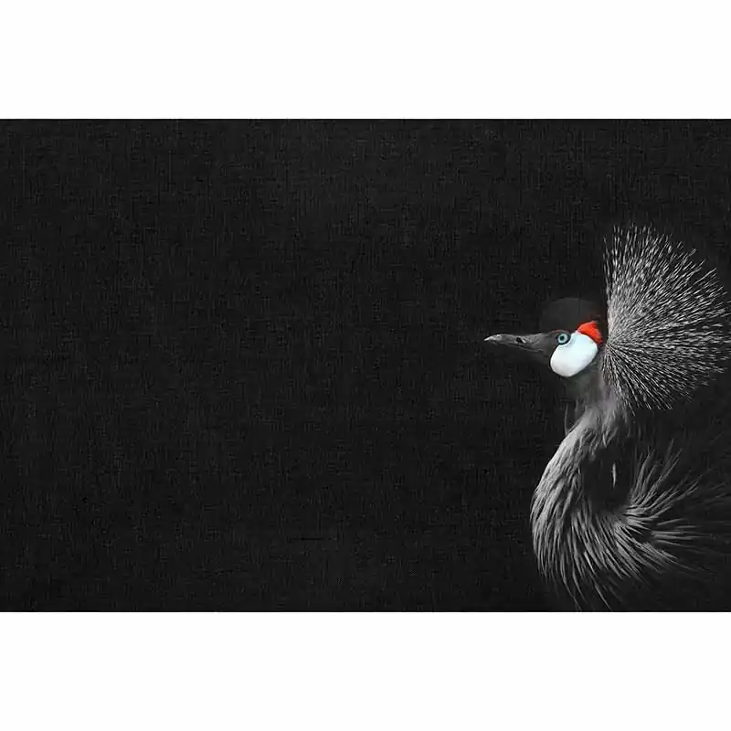 Digitaldruck-Tapete Crowned Crane Black livingwalls (1036333) Highlight