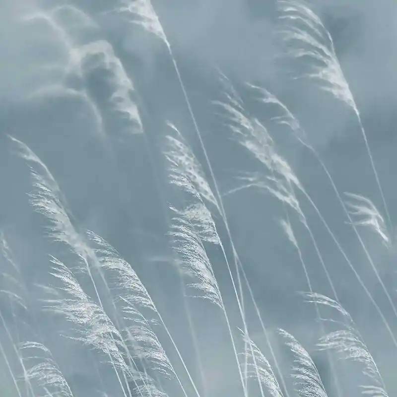 Garantierte Lieferung Digitaldruck-Tapete Blau Eijffinger (1034942)