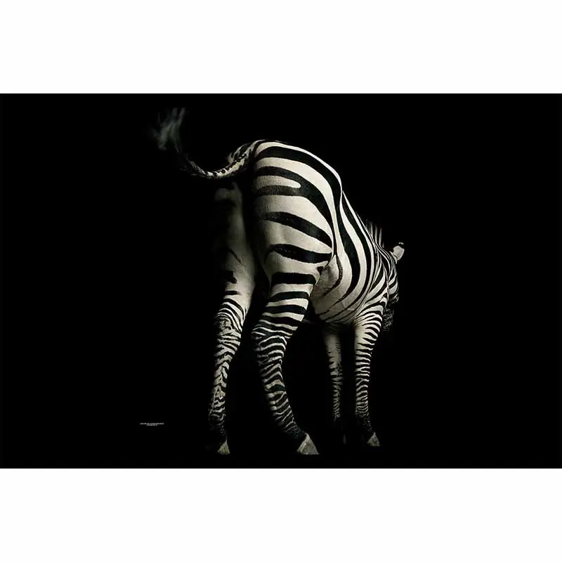 Digitaldruck-Tapete Zebra livingwalls (1034241) Neuheit