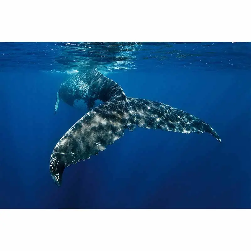 Digitaldruck-Tapete WhaleFin livingwalls (1034251) Sofort Bestellen