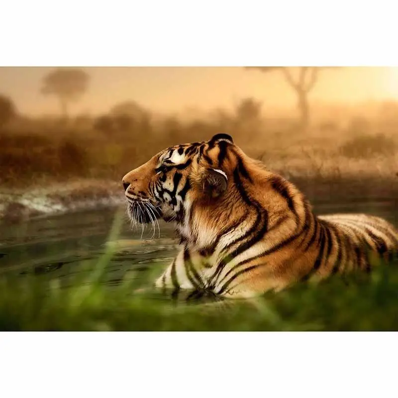 Digitaldruck-Tapete Tiger livingwalls (1034247) Aktuell
