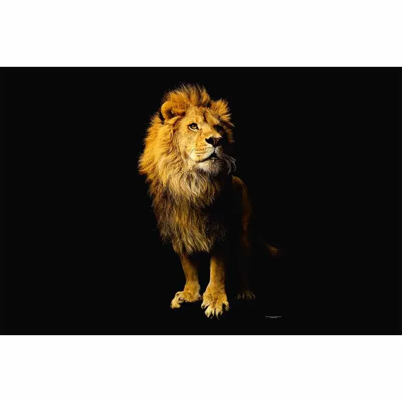 Billig Digitaldruck-Tapete Lion livingwalls (1034239)