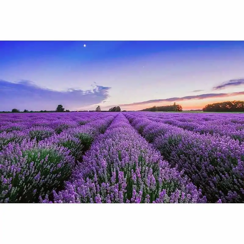 Digitaldruck-Tapete Lavender2 livingwalls (1034350) Preiswert
