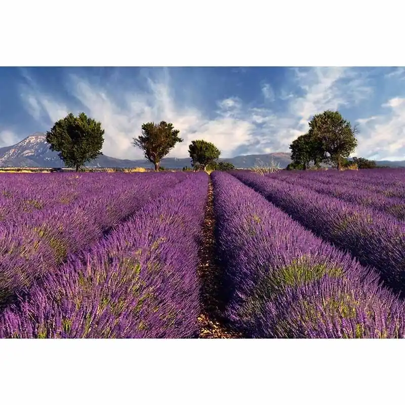 Digitaldruck-Tapete Lavender1 livingwalls (1034349) Sofort Bestellen
