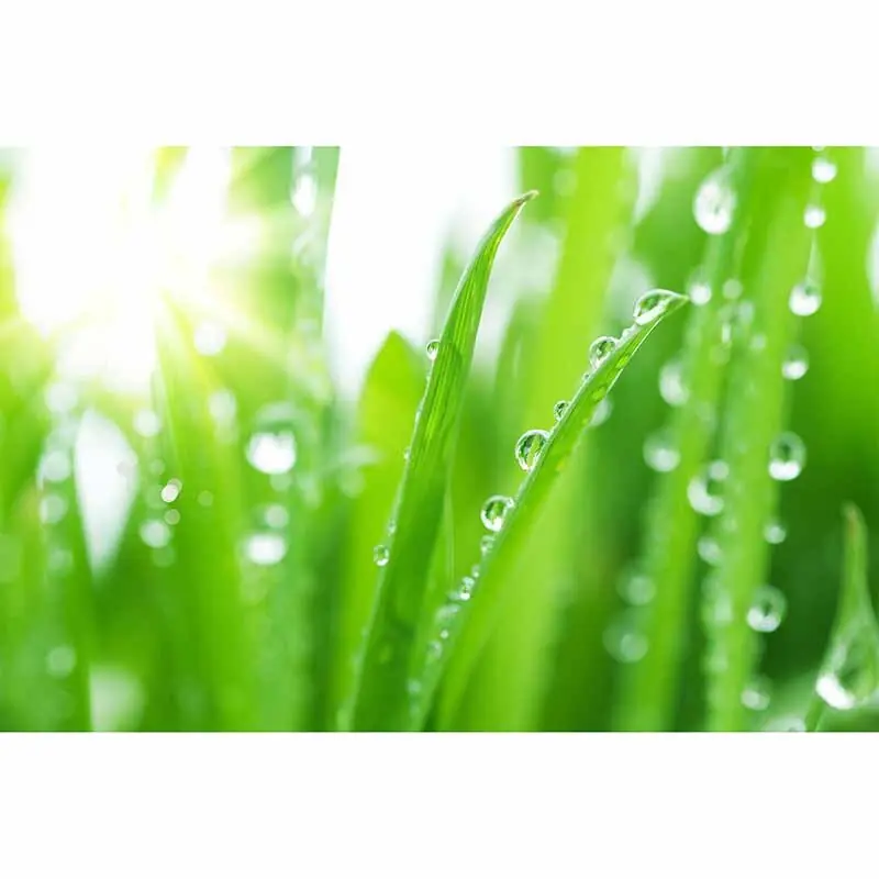 Digitaldruck-Tapete GrassinDewdrop livingwalls (1034317) Top-Preis