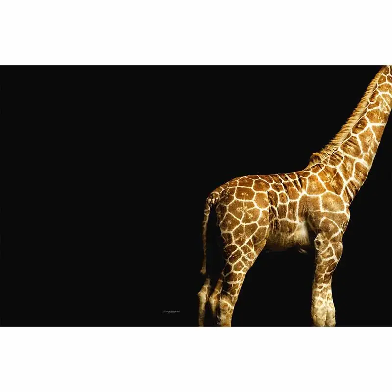 Top-Seller Digitaldruck-Tapete Giraffe livingwalls (1034244)