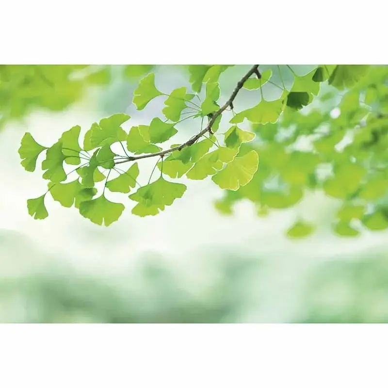 Saisonangebot Digitaldruck-Tapete Ginkgo livingwalls (1034331)