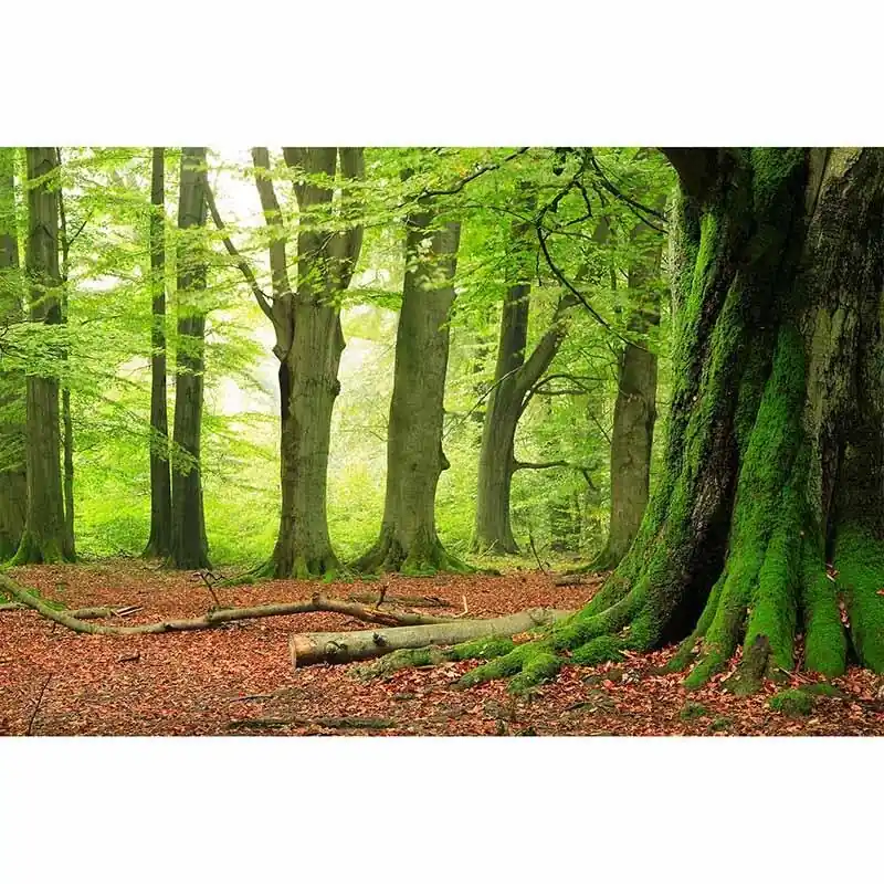 Knallerangebot Digitaldruck-Tapete Forest livingwalls (1034308)