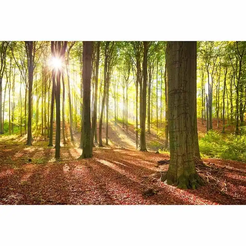 Heißes Angebot Digitaldruck-Tapete ForestSummer livingwalls (1034306)