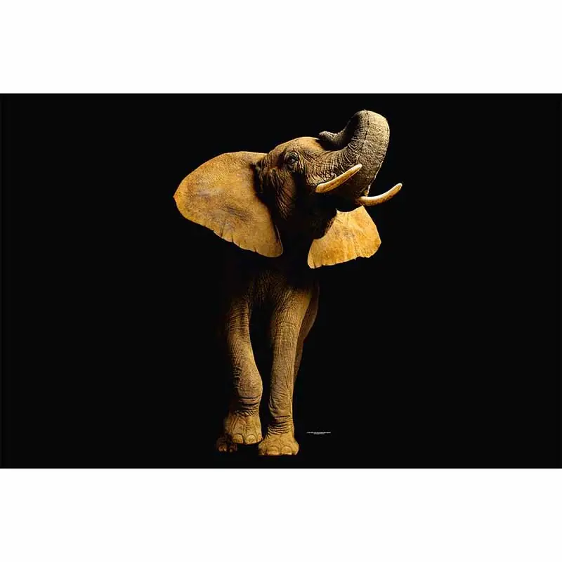 Ausverkauf Digitaldruck-Tapete ElephantFont livingwalls (1034242)