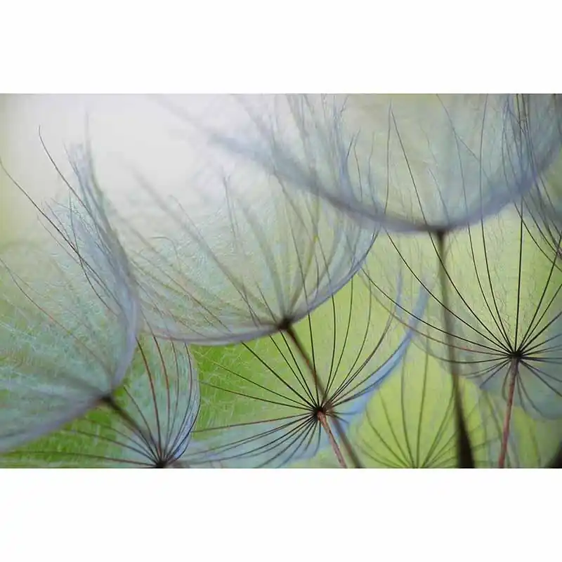 Digitaldruck-Tapete Dandelion livingwalls (1034314) Jetzt Bestellen