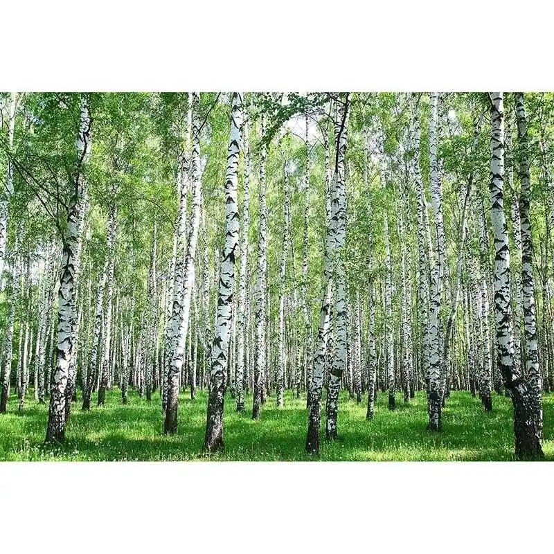 Rabatt Digitaldruck-Tapete BirchinSummer livingwalls (1034309)