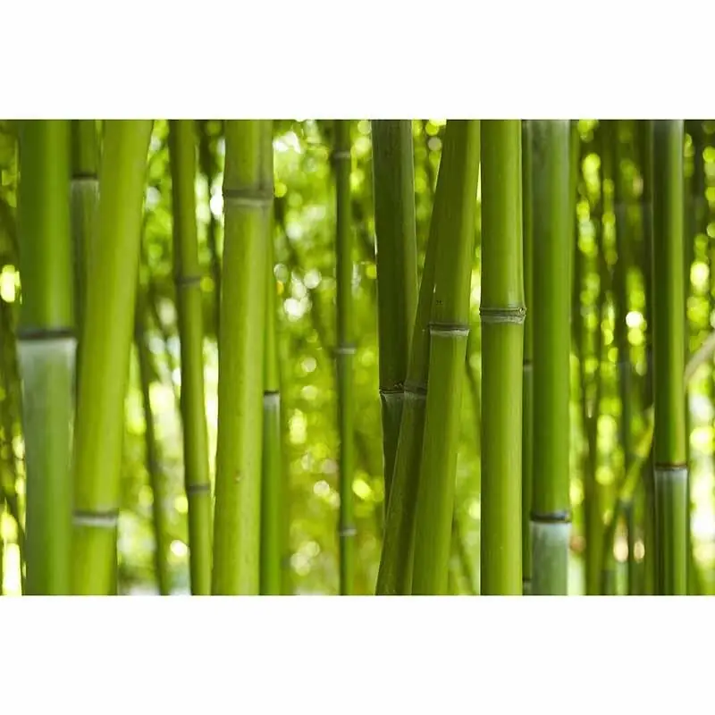 Digitaldruck-Tapete BambooinDayl livingwalls (1034316) Abverkauf