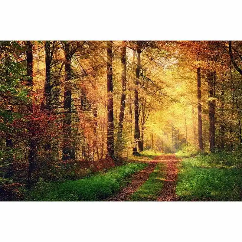 Digitaldruck-Tapete AutumnForest2 livingwalls (1034312) Nur Für Kurze Zeit