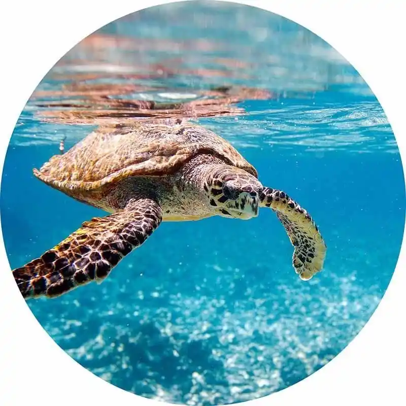 Rabatt Digitaldruck-Tapete Turtle on Travel livingwalls (1034169)